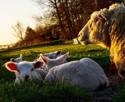 StillPointe Llama Sanctuary — Rescuing, rehabilitating, and caring for  llamas for the rest of their lives.